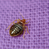 Voyd Bed Bug Treatment in Dallas Texas